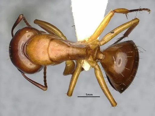 Camponotus clarithorax - CASENT4031399