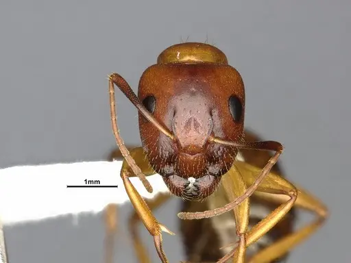 Camponotus clarithorax - CASENT4031399
