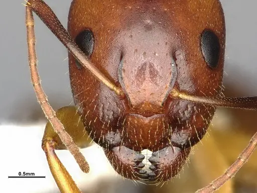 Camponotus clarithorax - CASENT4031399
