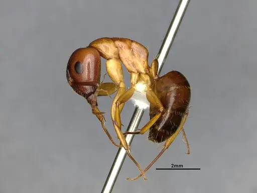 Camponotus clarithorax - CASENT4031399