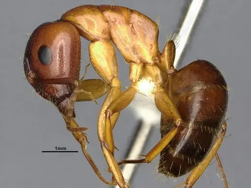 Camponotus clarithorax - CASENT4031399