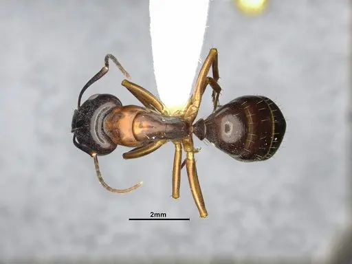 Camponotus clarithorax - CASENT4031400