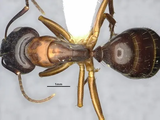 Camponotus clarithorax - CASENT4031400