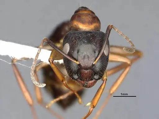 Camponotus clarithorax - CASENT4031400