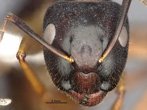 Camponotus clarithorax - CASENT4031400