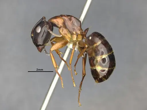 Camponotus clarithorax - CASENT4031400