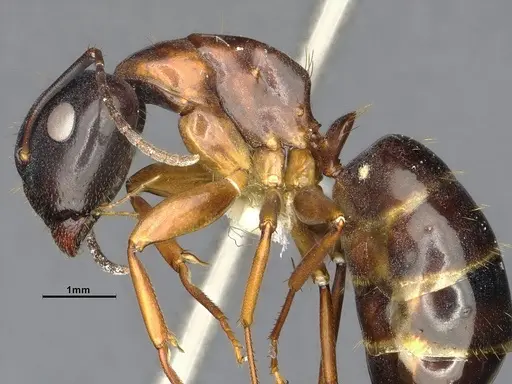 Camponotus clarithorax - CASENT4031400