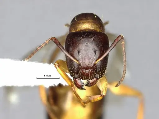Camponotus clarithorax - CASENT4031401