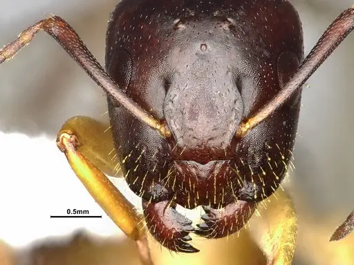 Camponotus clarithorax - CASENT4031401