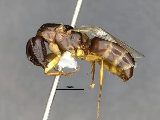 Camponotus clarithorax - CASENT4031401