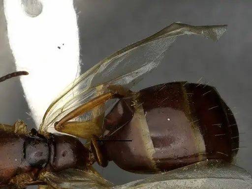 Camponotus clarithorax - CASENT4031401