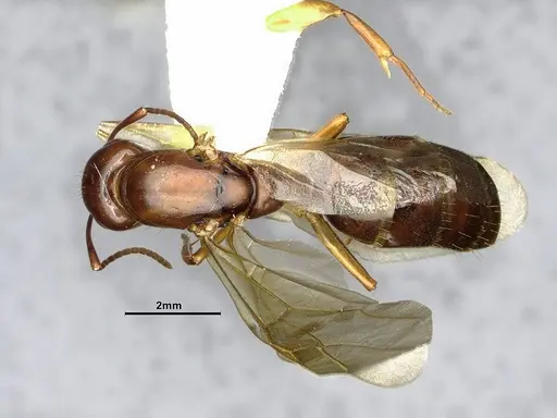 Camponotus clarithorax - CASENT4031402