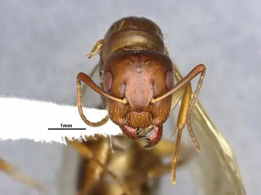 Camponotus clarithorax - CASENT4031402