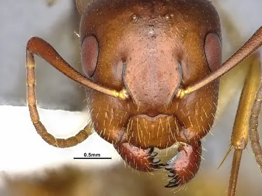 Camponotus clarithorax - CASENT4031402