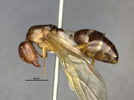 Camponotus clarithorax - CASENT4031402