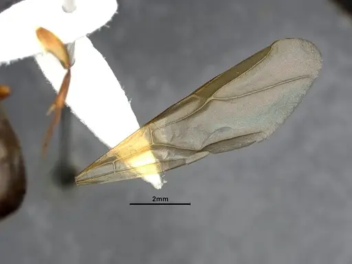 Camponotus clarithorax - CASENT4031402