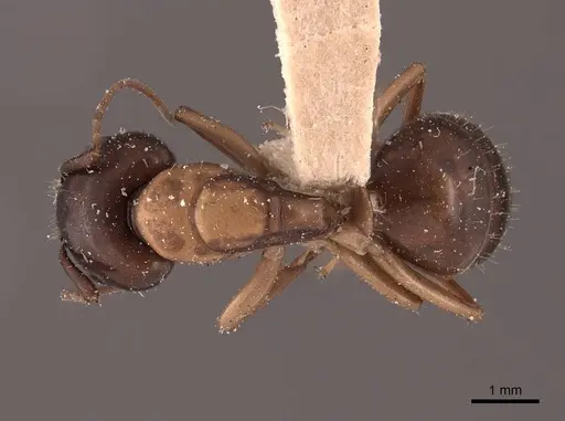 Camponotus clarithorax - FMNHINS0000045726
