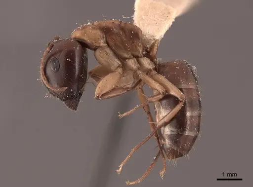 Camponotus clarithorax - FMNHINS0000045726