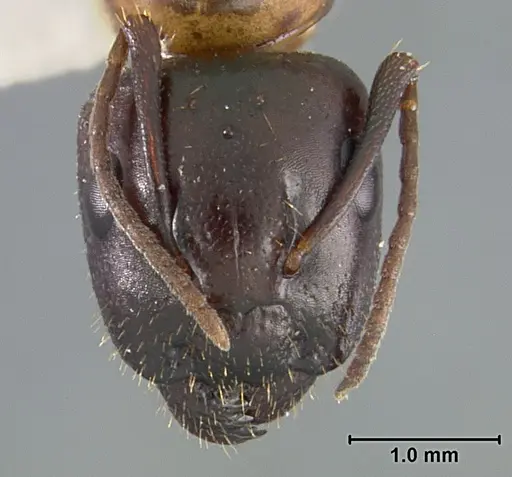 Camponotus clarithorax - USNMENT01129590