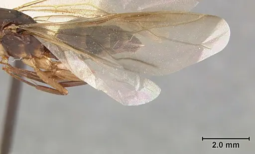 Camponotus clarithorax - USNMENT01129590