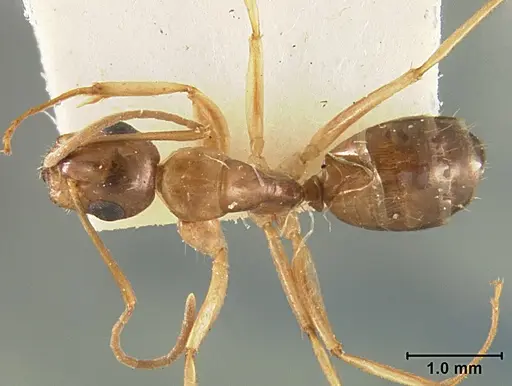 Camponotus clarithorax - USNMENT01129591