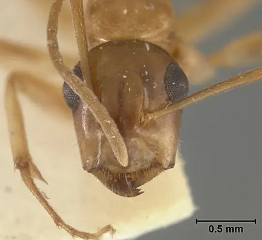 Camponotus clarithorax - USNMENT01129591