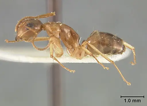 Camponotus clarithorax - USNMENT01129591