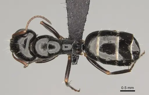 Camponotus claveri specimen