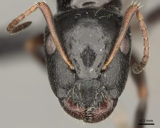 Camponotus claveri specimen