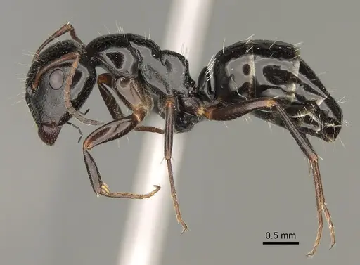 Camponotus claveri specimen