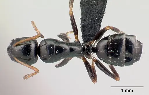 Camponotus claveri - CASENT0490618