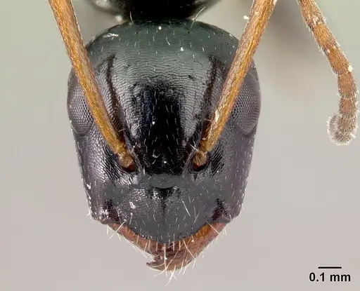 Camponotus claveri - CASENT0490618