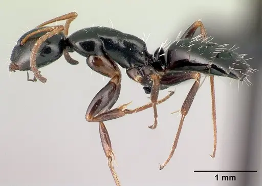 Camponotus claveri - CASENT0490618