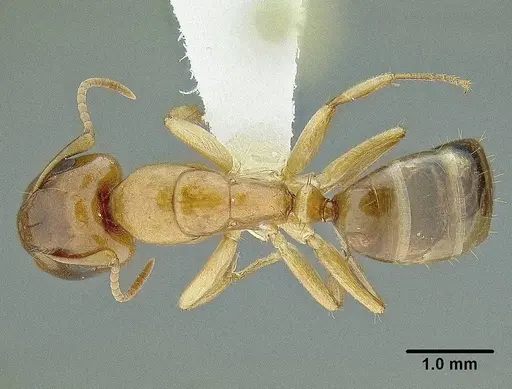 Camponotus claviscapus specimen