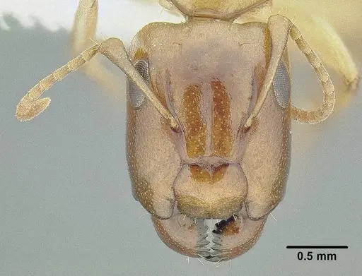 Camponotus claviscapus specimen