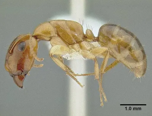 Camponotus claviscapus specimen