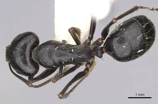 Camponotus cleobulus specimen