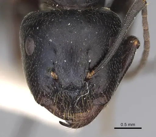 Camponotus cleobulus specimen