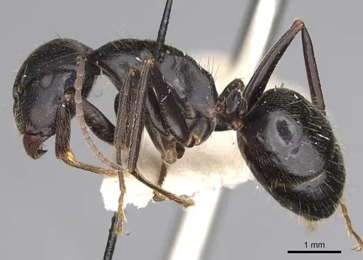 Camponotus cleobulus specimen