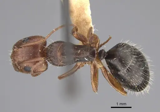 Camponotus cocosensis specimen