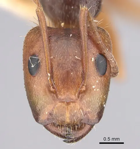 Camponotus cocosensis specimen