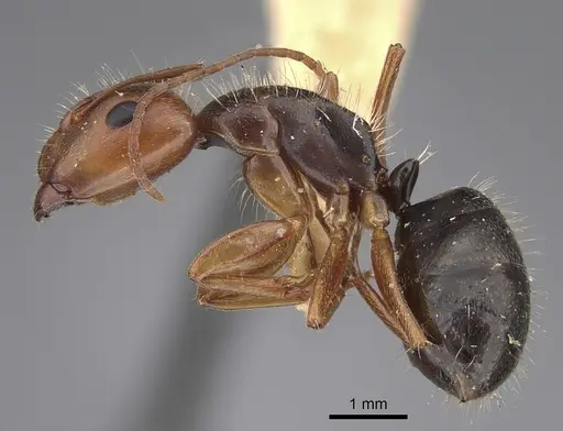 Camponotus cocosensis specimen