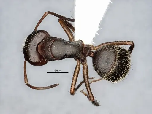 Camponotus cocosensis - CASENT4031338