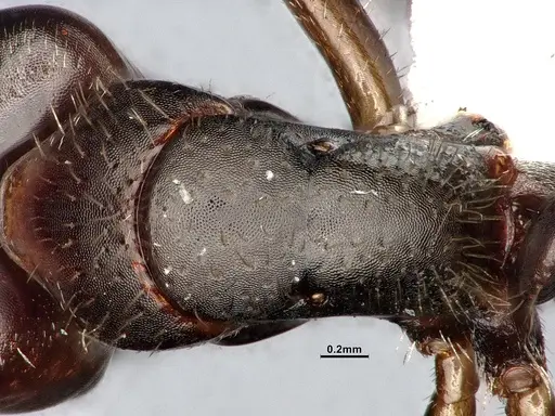 Camponotus cocosensis - CASENT4031338