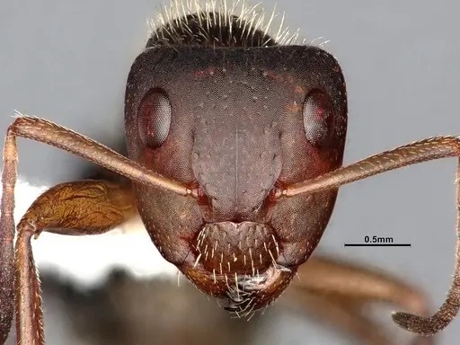 Camponotus cocosensis - CASENT4031338