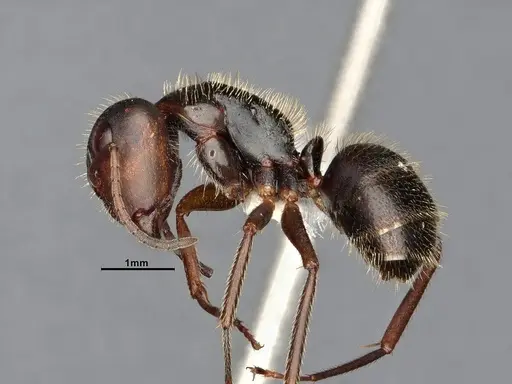 Camponotus cocosensis - CASENT4031338