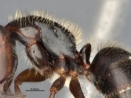 Camponotus cocosensis - CASENT4031338