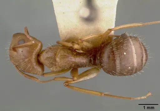 Camponotus cocosensis - CASTYPE00461-01