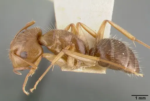 Camponotus cocosensis - CASTYPE00461-01