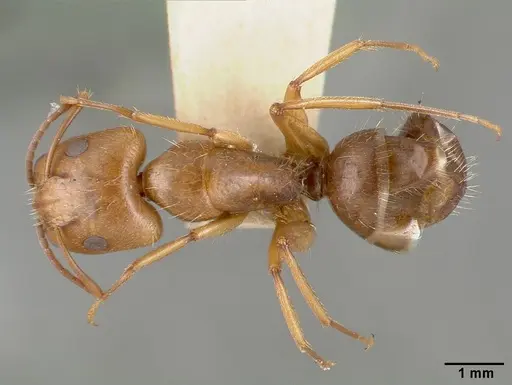 Camponotus cocosensis - CASTYPE00461-02